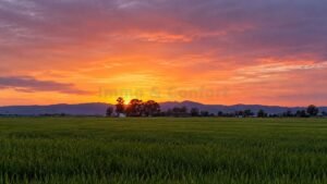 atardecer campo arroz casa immo&confort