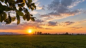 atardecer campo hojas arbol immo&confort